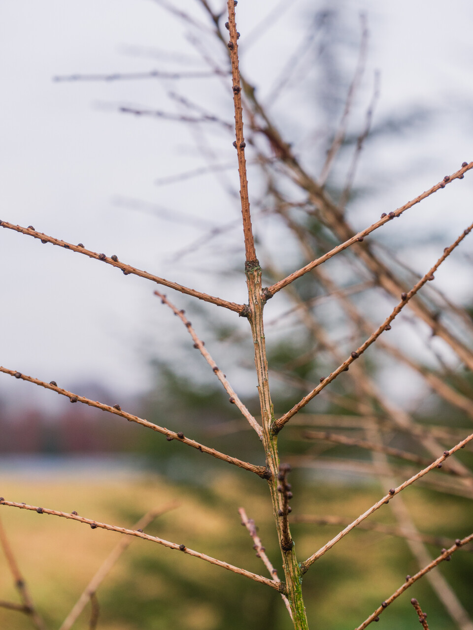 Larix decidua | European larch, Common larch - Van den Berk Nurseries